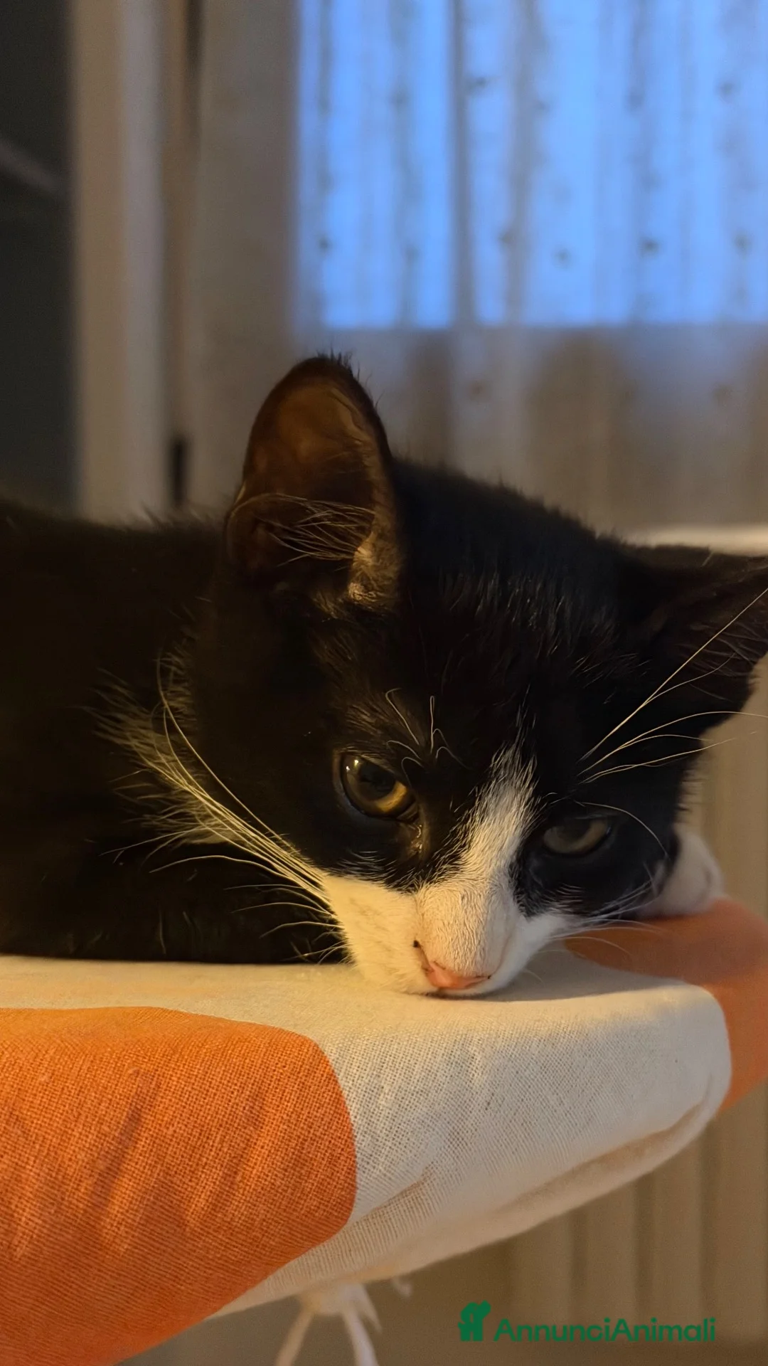 Altre razze gatti in regalo: Dea e Felix  a Provincia di Bergamo - Annuncio 2