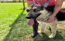 Pastore Tedesco cani in regalo: David Bowie strepitoso pastore tedesco a Provincia di Latina - Immagine 3