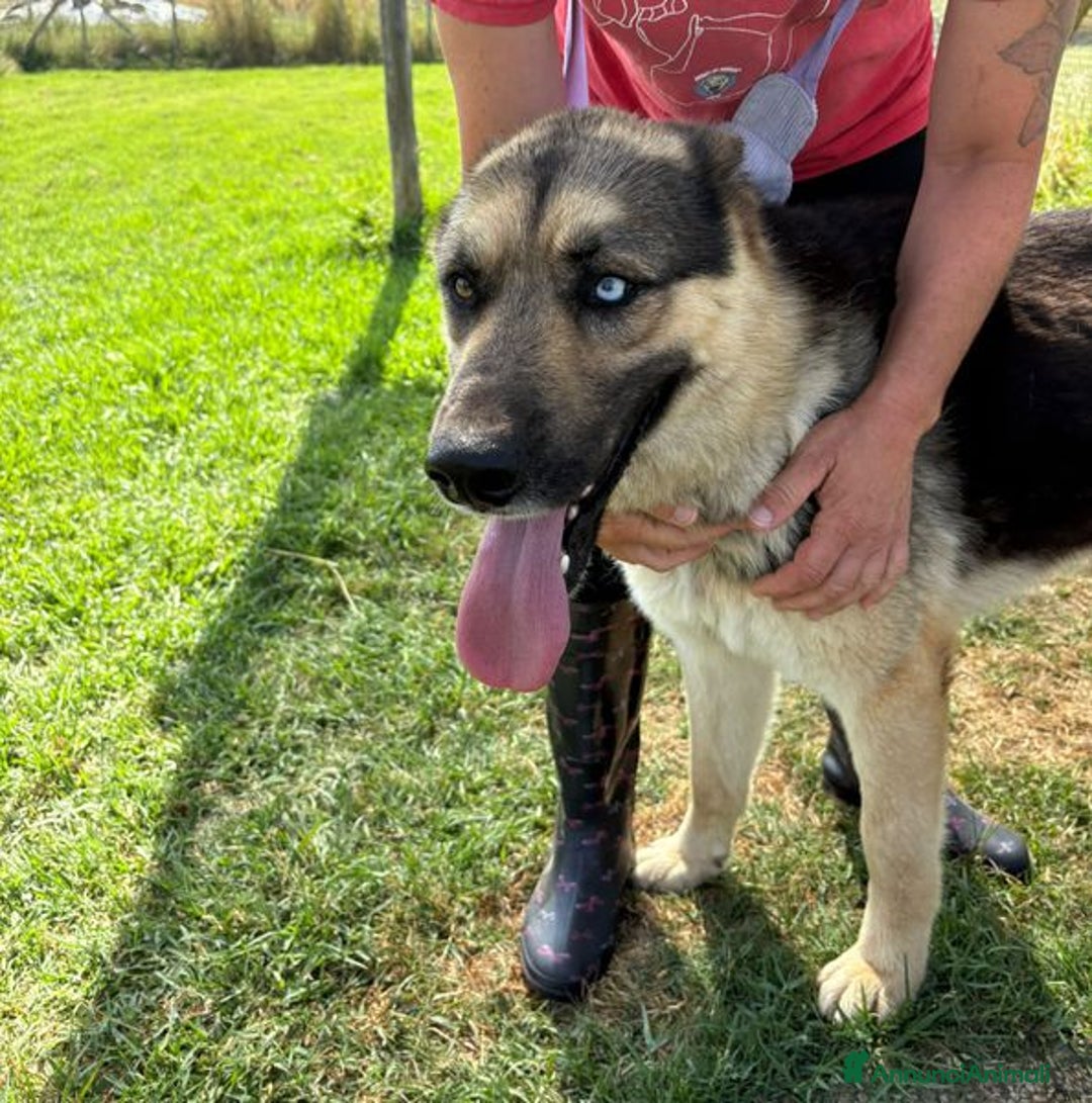 Pastore Tedesco cani in regalo: David Bowie strepitoso pastore tedesco a Provincia di Latina - Immagine 3