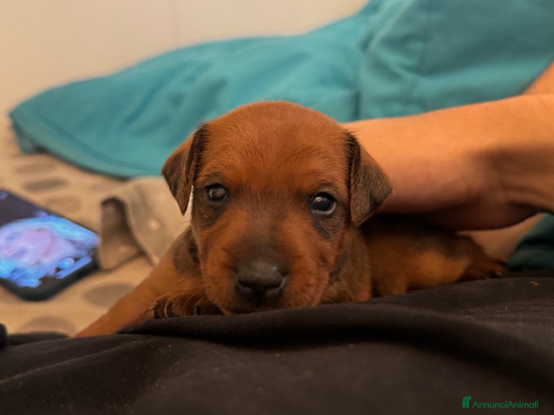 Pinscher Miniatura cani in vendita: Zwergpinscher  a Provincia di Pavia - Annuncio 1