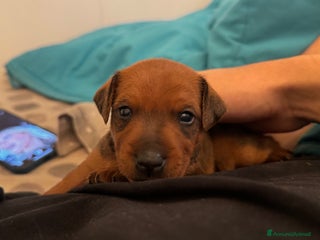 Pinscher Miniatura cani Zwergpinscher a Provincia di Pavia - Annuncio 10