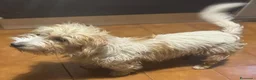 Jack Russell cani in vendita: Jack Russel terrier ,linea australiana a Provincia di Cuneo - Annuncio 8