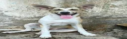 Meticcio cani in regalo: MIA cucciola non voluta.... carina e buona a Città metropolitana di Milano - Annuncio 5