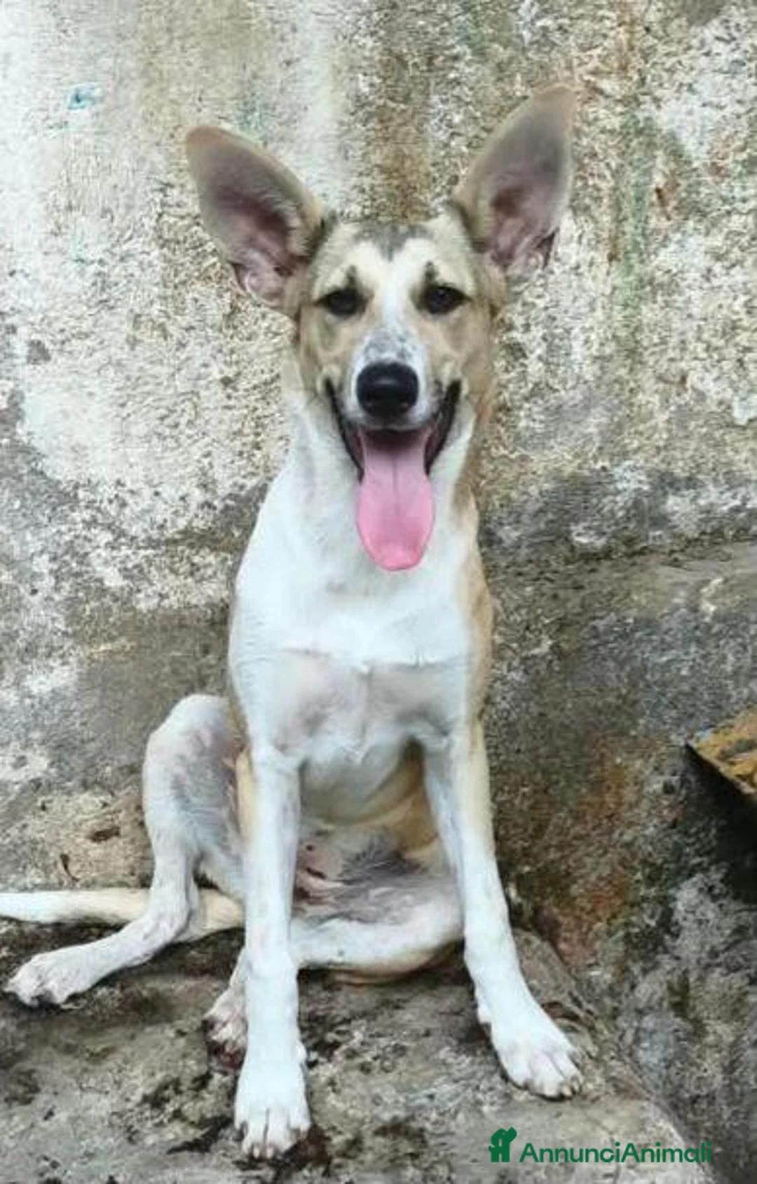 Meticcio cani in regalo: MIA cucciola non voluta.... carina e buona a Città metropolitana di Milano - Annuncio 5