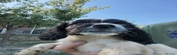Welsh Springer Spaniel cani in vendita: Cuccioli springer spaniel  a Provincia dell'Aquila - Annuncio 2