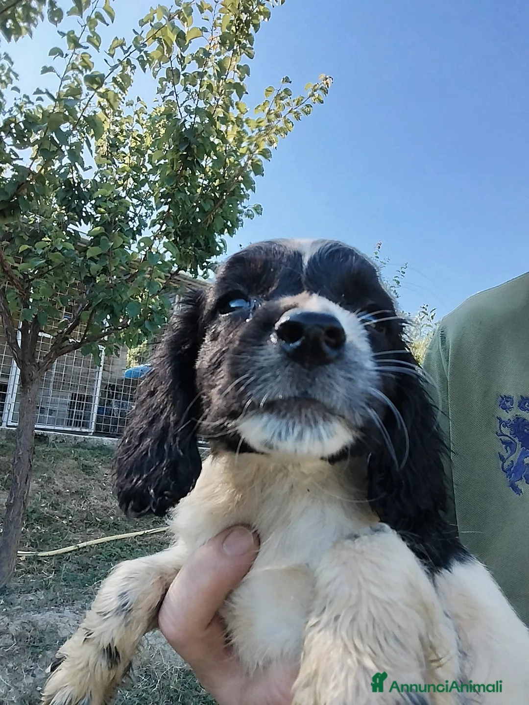 Welsh Springer Spaniel cani in vendita: Cuccioli springer spaniel  a Provincia dell'Aquila - Annuncio 2
