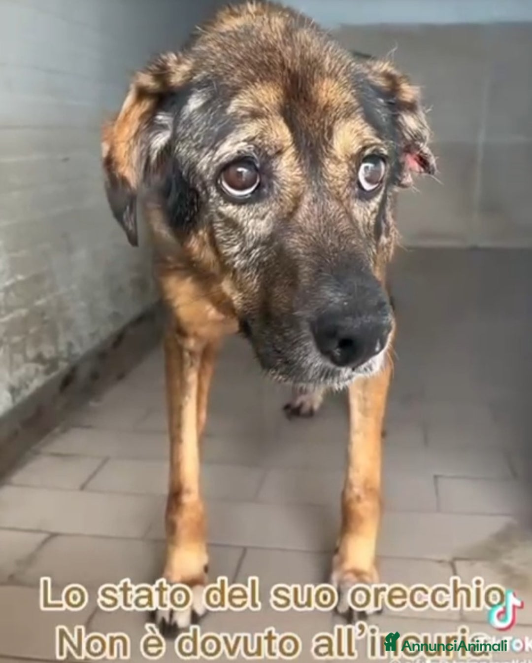 Meticcio cani in regalo: Brownie femmina 12ANNI DI CANILE!!! NAPOLI SOS SOS a Città Metropolitana di Milano - Annuncio 7
