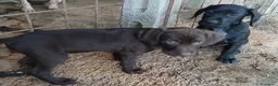 Meticcio cani in vendita: Dcuccioli di drathar e setter - Annuncio 5