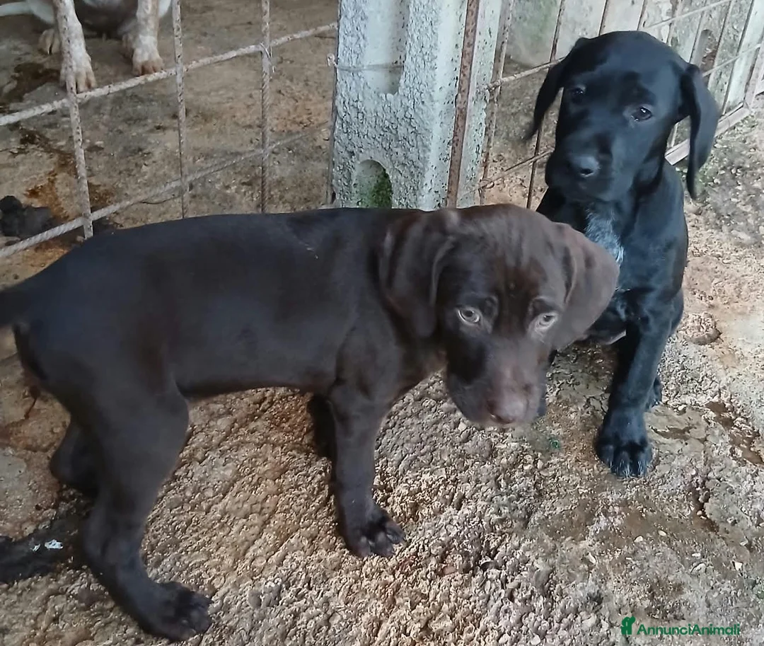 Meticcio cani in vendita: Dcuccioli di drathar e setter - Annuncio 5