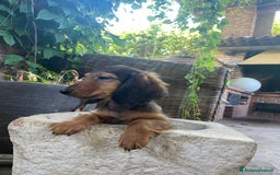 Bassotto cani in vendita: 🌟Splendidi cuccioli di bassotto a pelo lungo🌟 a Città metropolitana di Milano - Immagine 7