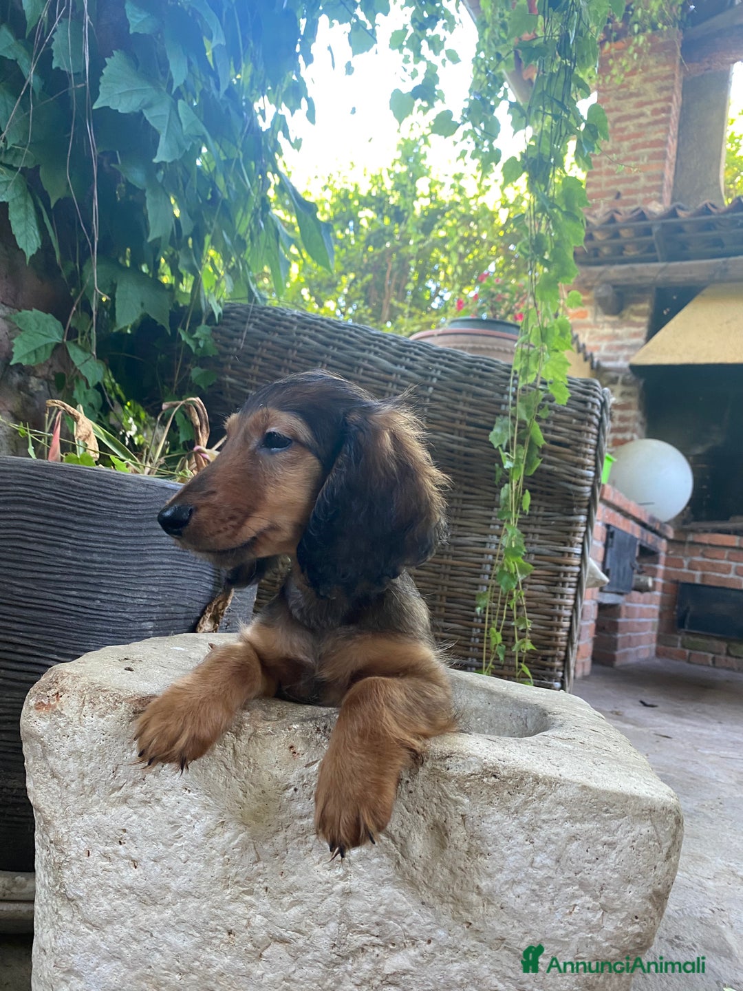 Bassotto cani in vendita: 🌟Splendidi cuccioli di bassotto a pelo lungo🌟 a Città metropolitana di Milano - Immagine 7