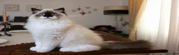 Ragdoll gatti in vendita: stupendo cucciolo ragdoll con pedigree ministerial - Annuncio 1
