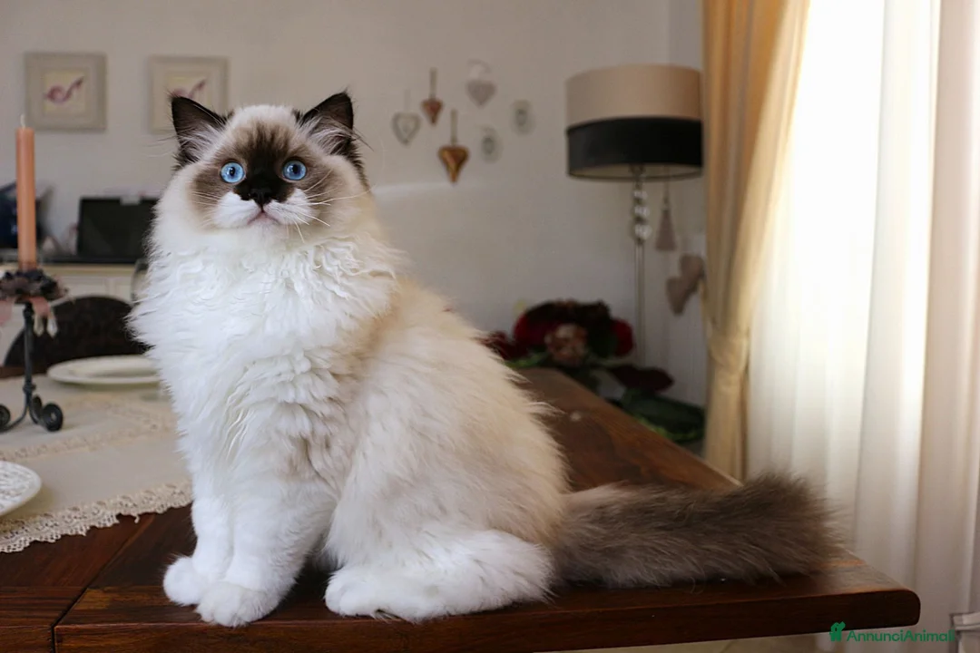 Ragdoll gatti in vendita: stupendo cucciolo ragdoll con pedigree ministerial - Annuncio 1
