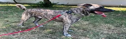 Meticcio cani in regalo: VITO MOLOSSETTO - Annuncio 1