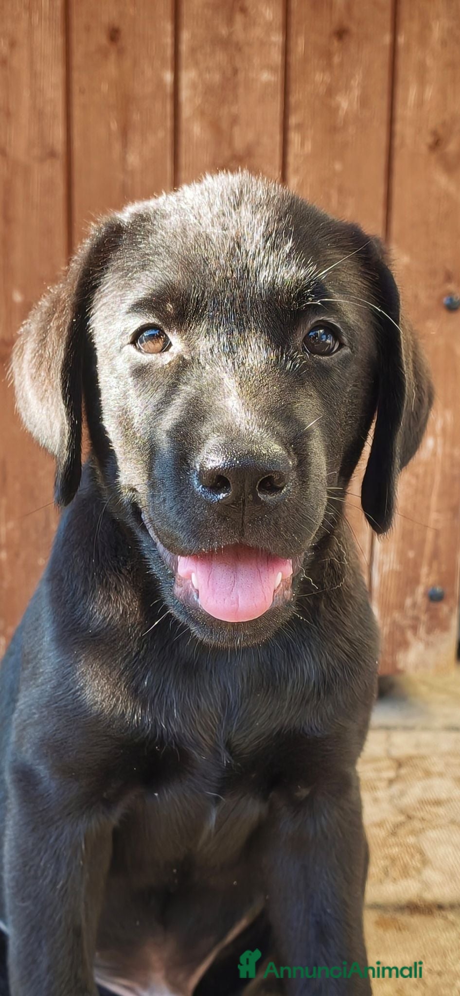 Labrador cani Cuccioli di Labrador retriever neri - Annuncio 2