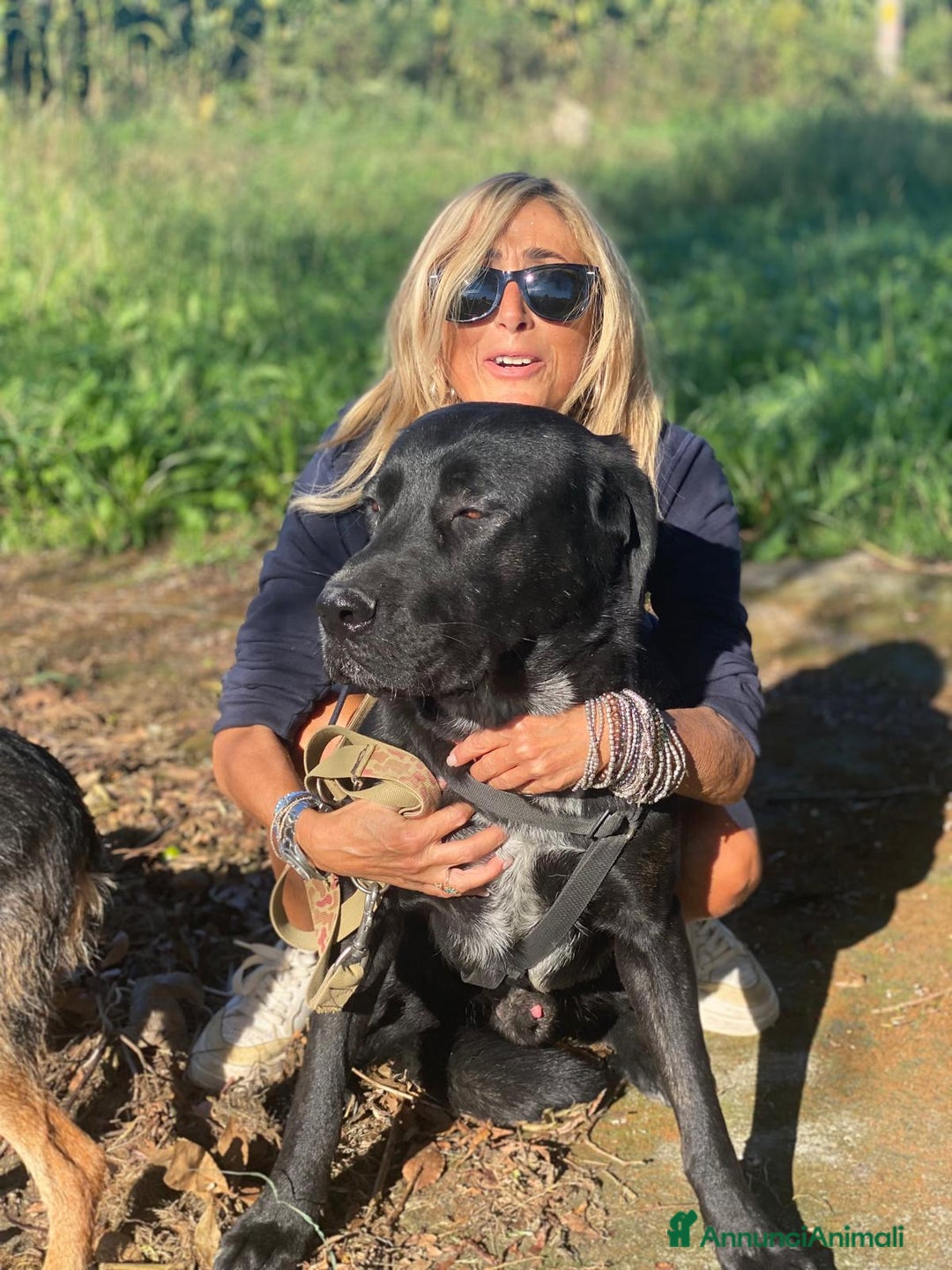 Labrador cani in regalo: Lukas labrador giovane in adozione  a Città metropolitana di Milano - Immagine 4