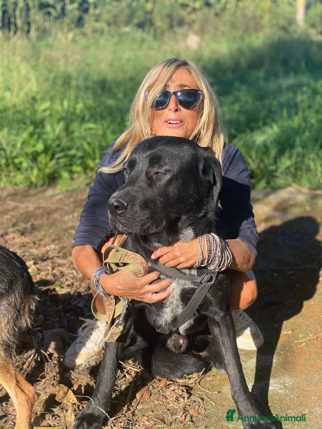 Labrador cani in regalo: Lukas labrador giovane in adozione  a Città metropolitana di Milano - Annuncio 4