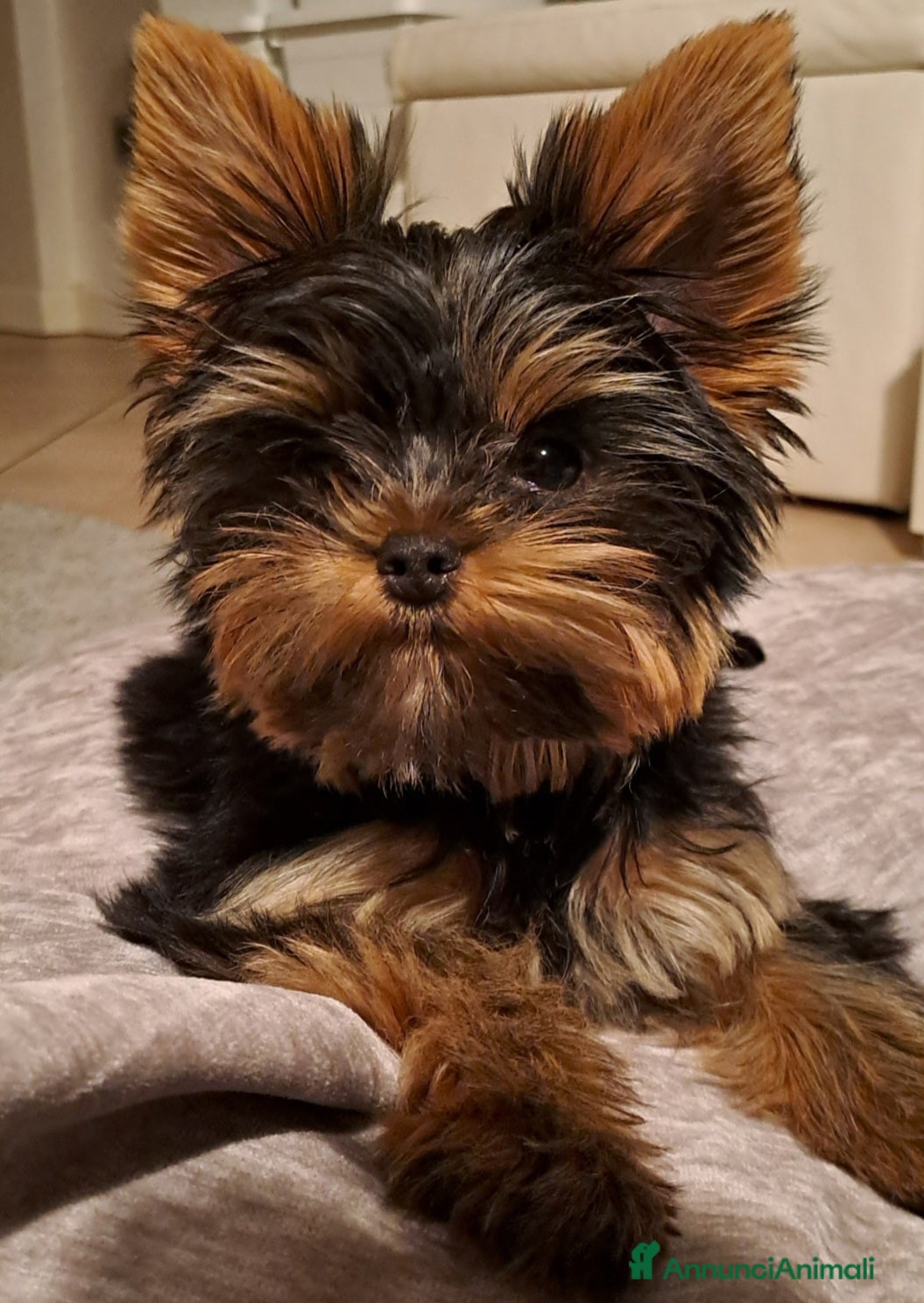 Yorkshire cani Yorkshire maschio, disponibile per monta - Annuncio 1