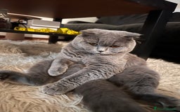 Scottish gatti per accoppiamento: Monta Scottish fold  - Immagine 1