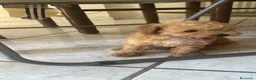 Barboncino Toy cani in vendita: Cucciolo di barboncino maschio  - Annuncio 2