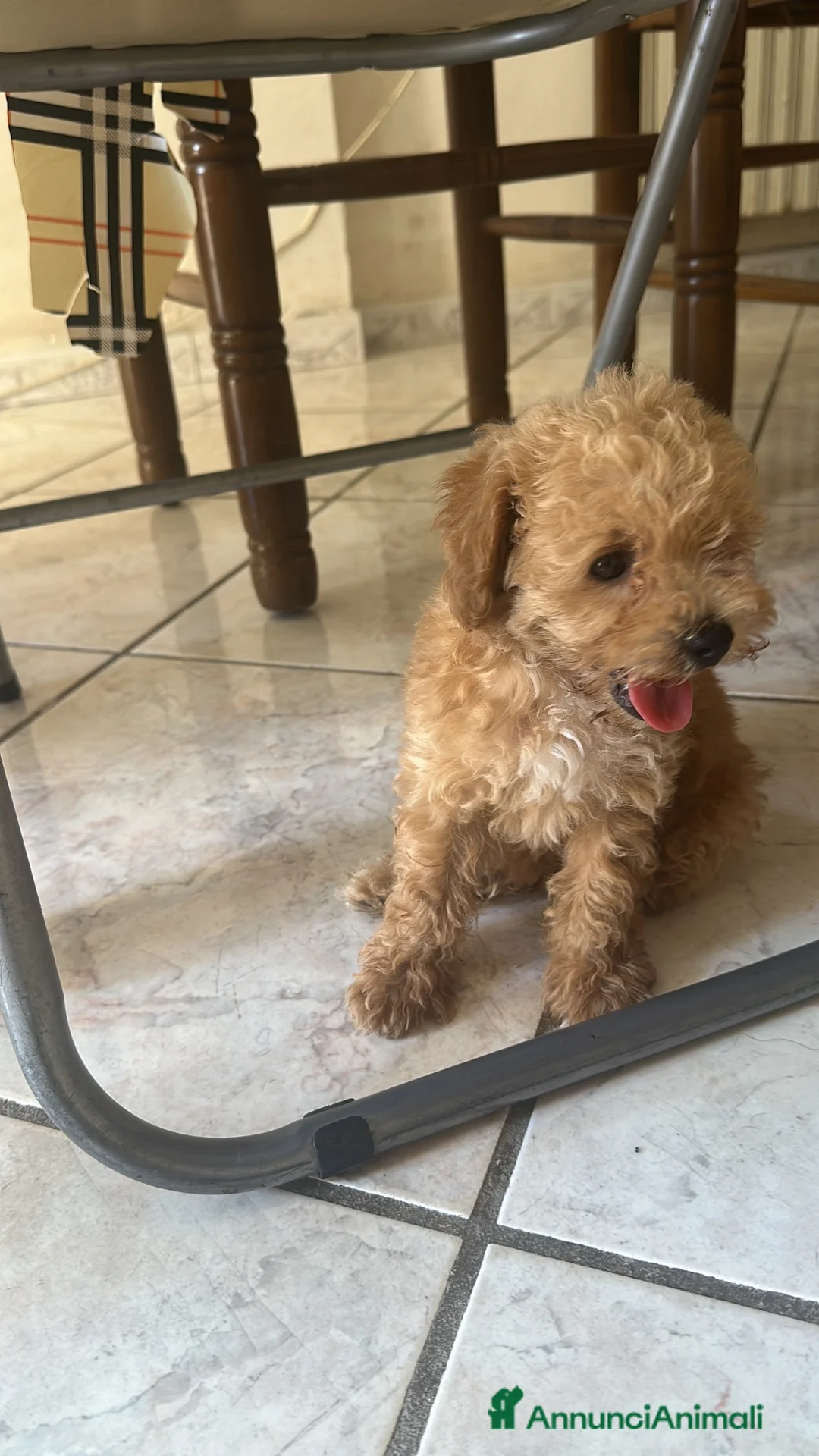 Barboncino Toy cani in vendita: Cucciolo di barboncino maschio  - Annuncio 2