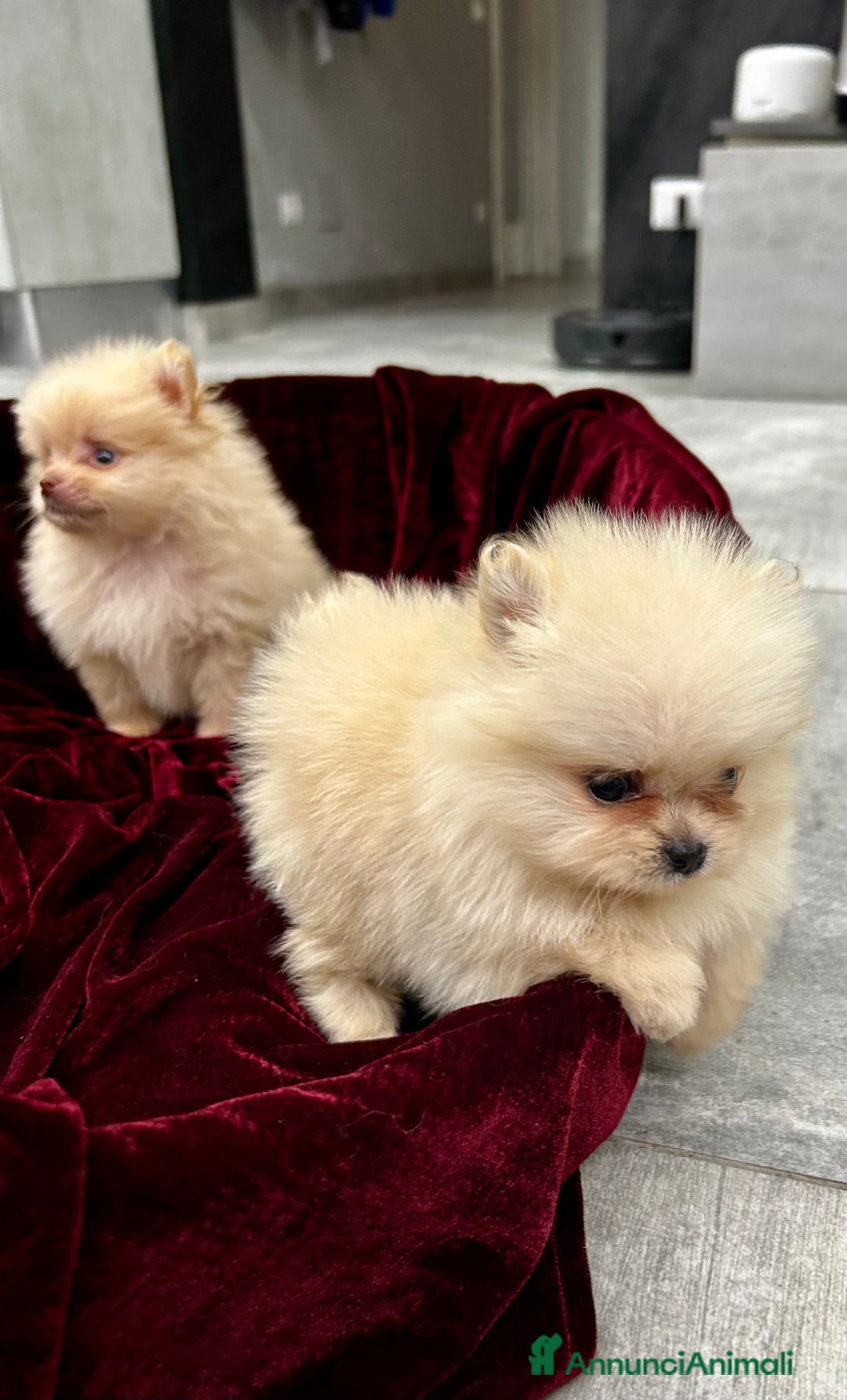 Spitz cani in vendita: Spitz tedesco nano - Annuncio 12