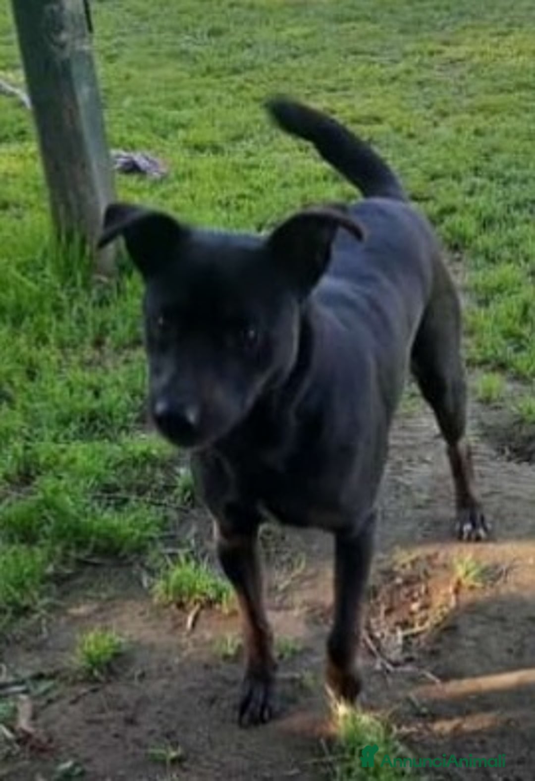 Meticcio cani in regalo: 4anni,nero,tg contenuta,salvato 2anni fa.NAPOLI a Città metropolitana di Milano - Annuncio 1