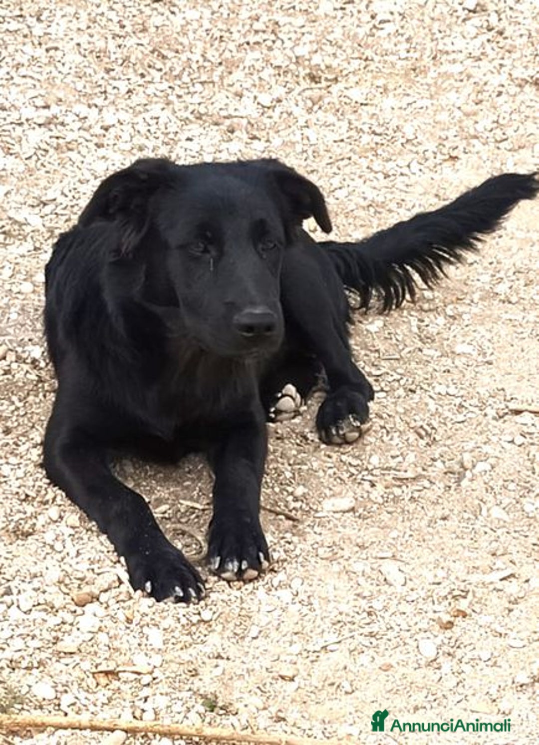 Labrador cani in regalo: Margot, cucciola simil labrador - Annuncio 4