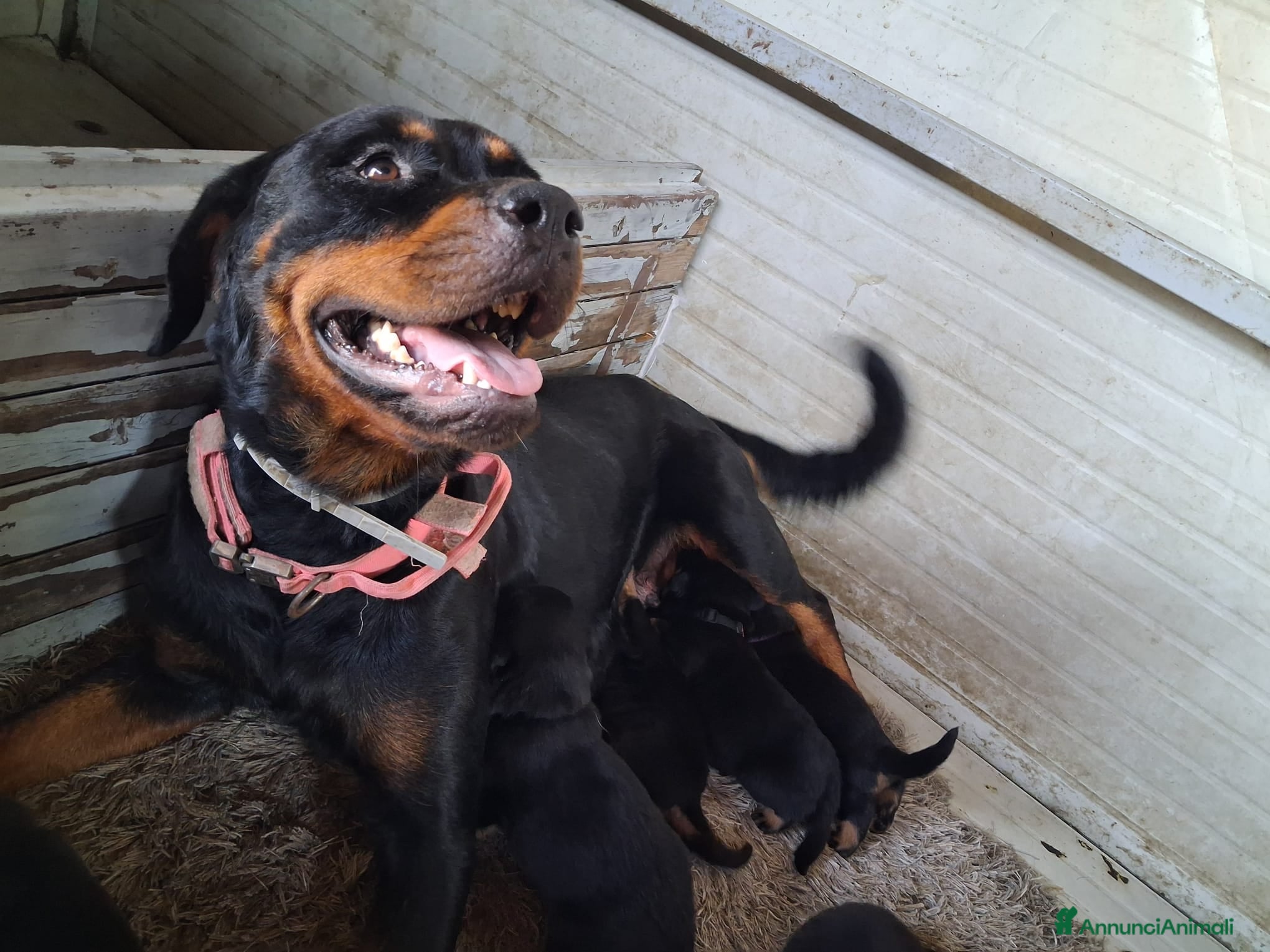 Rottweiler cani cuccioli rottweiler  - Annuncio 9