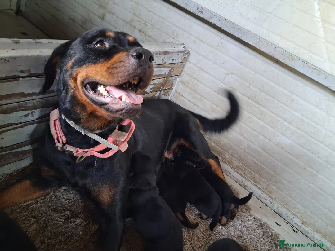 Rottweiler cani in vendita: cuccioli rottweiler  - Annuncio 1