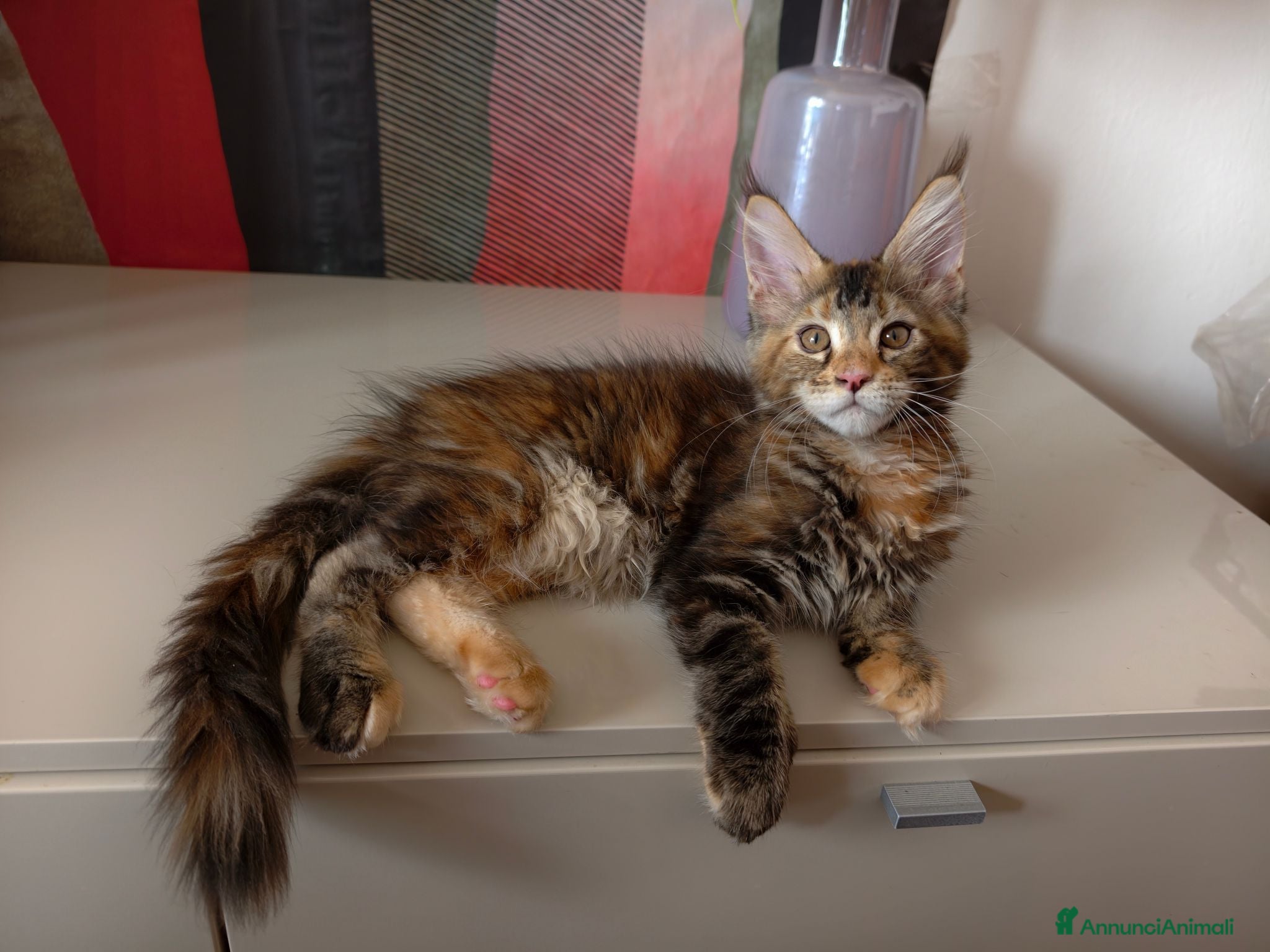 Maine Coon gatti Bellissima cucciola Maine coon  - Annuncio 8