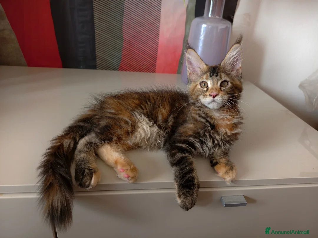 Maine Coon gatti in vendita: Bellissima cucciola Maine coon  - Annuncio 1