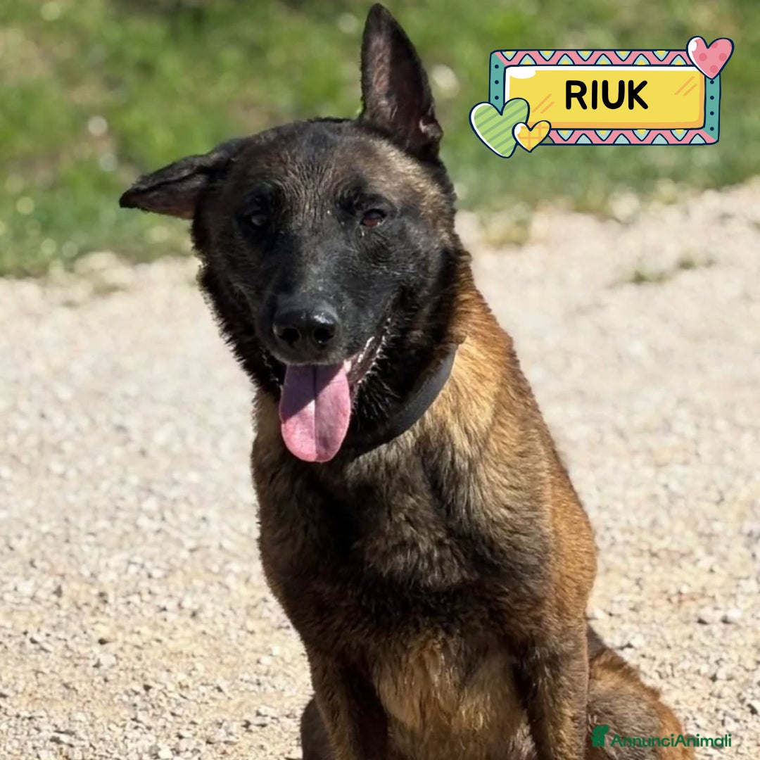 Pastore Belga cani Riuk pastore belga malinois in adozione cerca casa - Annuncio 1