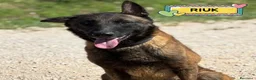 Pastore Belga cani in regalo: Riuk pastore belga malinois in adozione cerca casa - Annuncio 1