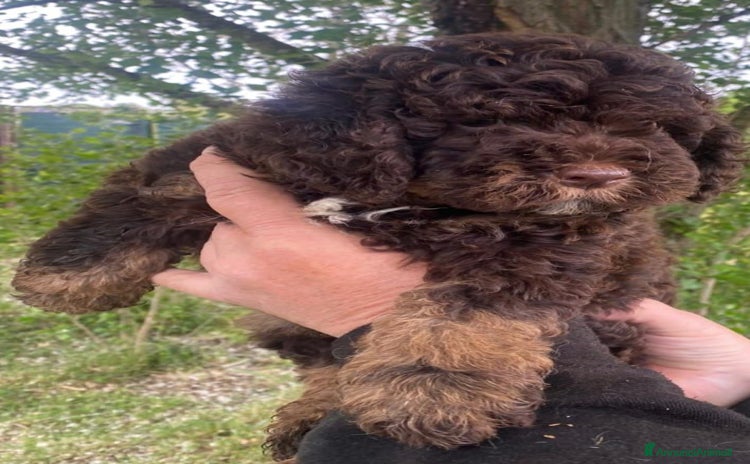 Lagotto cani a Provincia di Bergamo - Annuncio 1