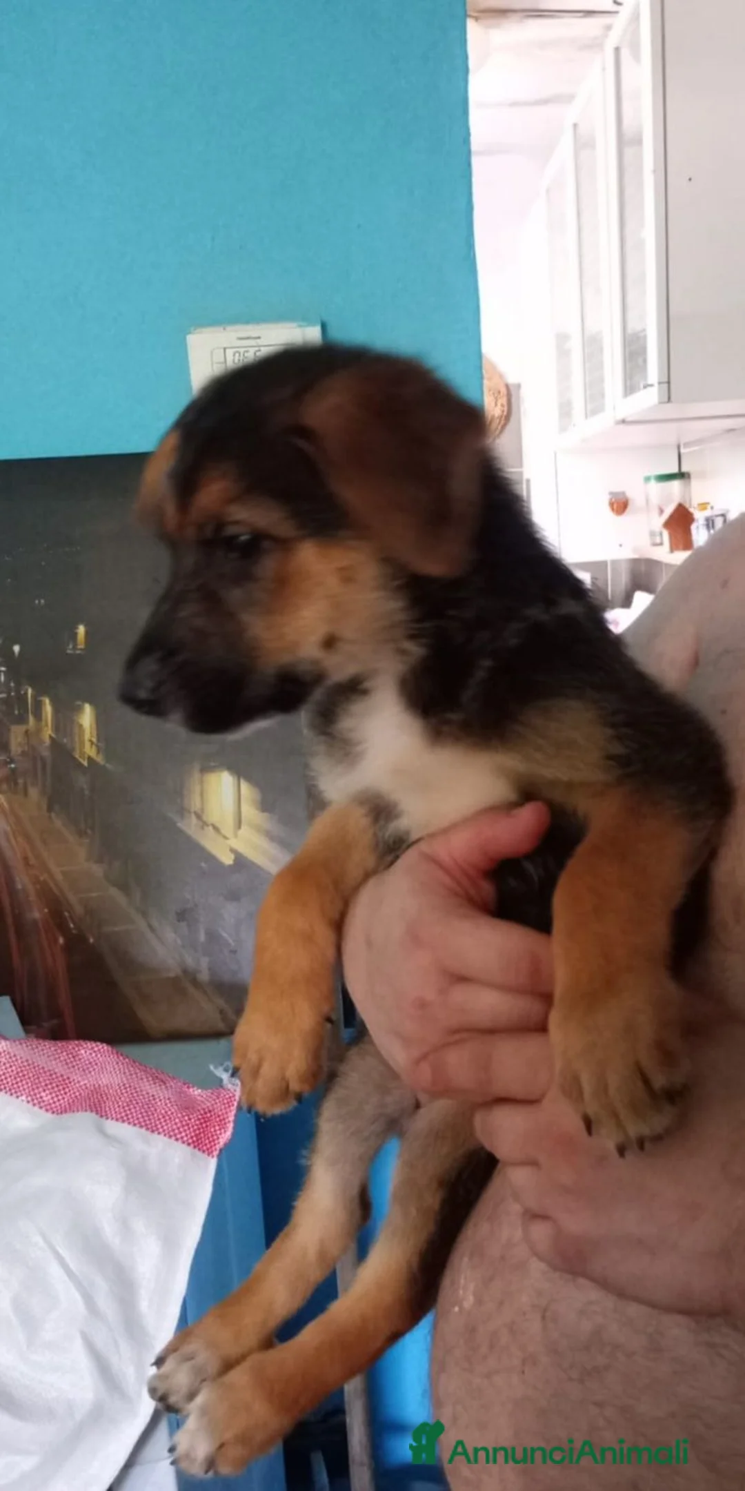 Meticcio cani in regalo: CUCCIOLI - Annuncio 6