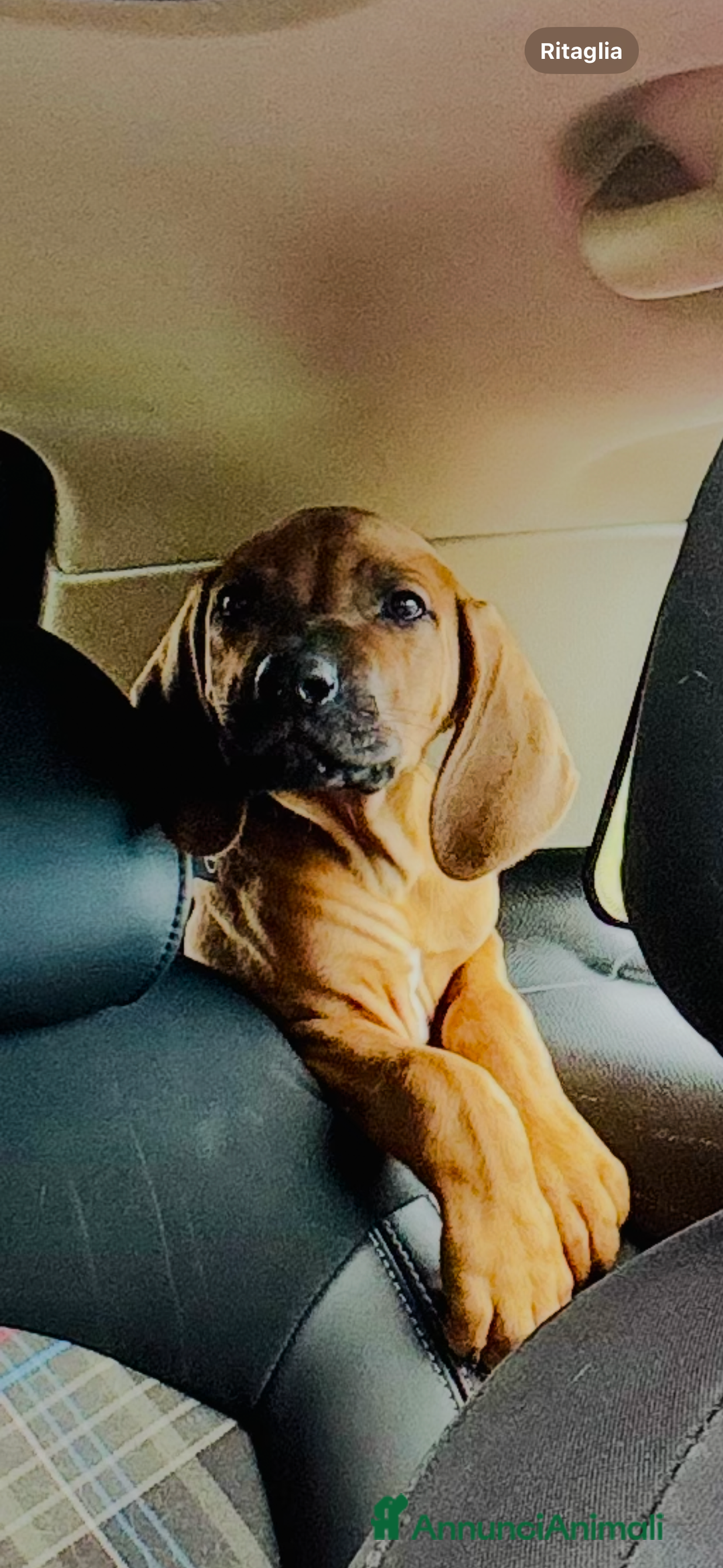 Rhodesian Ridgeback cani in vendita: Cuccioli pronti ad essere accolti  - Immagine 5