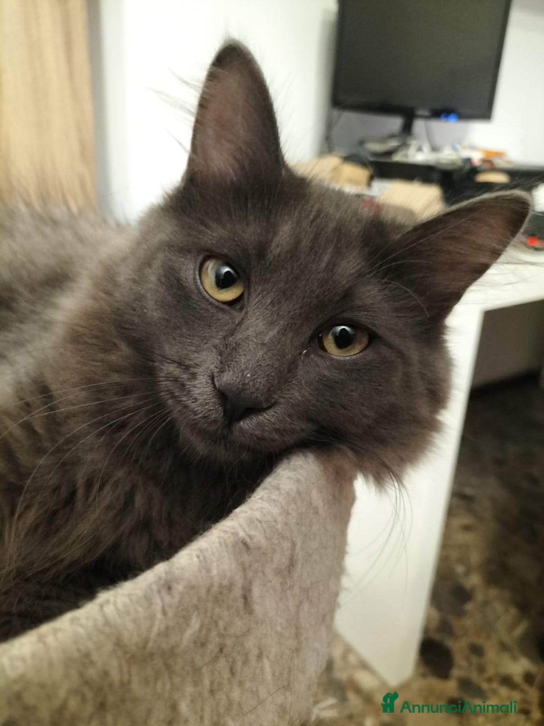 Siberiano gatti in vendita: Cuccioli gatto siberiano ipoallergenici  - Annuncio 11