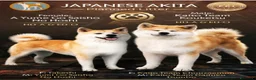 Akita Inu cani in vendita: Akita Inu femmina Rina da eccellenti linee FCI a Città metropolitana di Milano - Annuncio 2