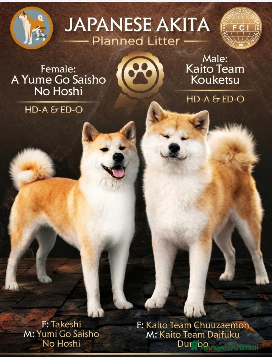 Akita Inu cani in vendita: Akita Inu femmina Rina da eccellenti linee FCI a Città metropolitana di Milano - Annuncio 2