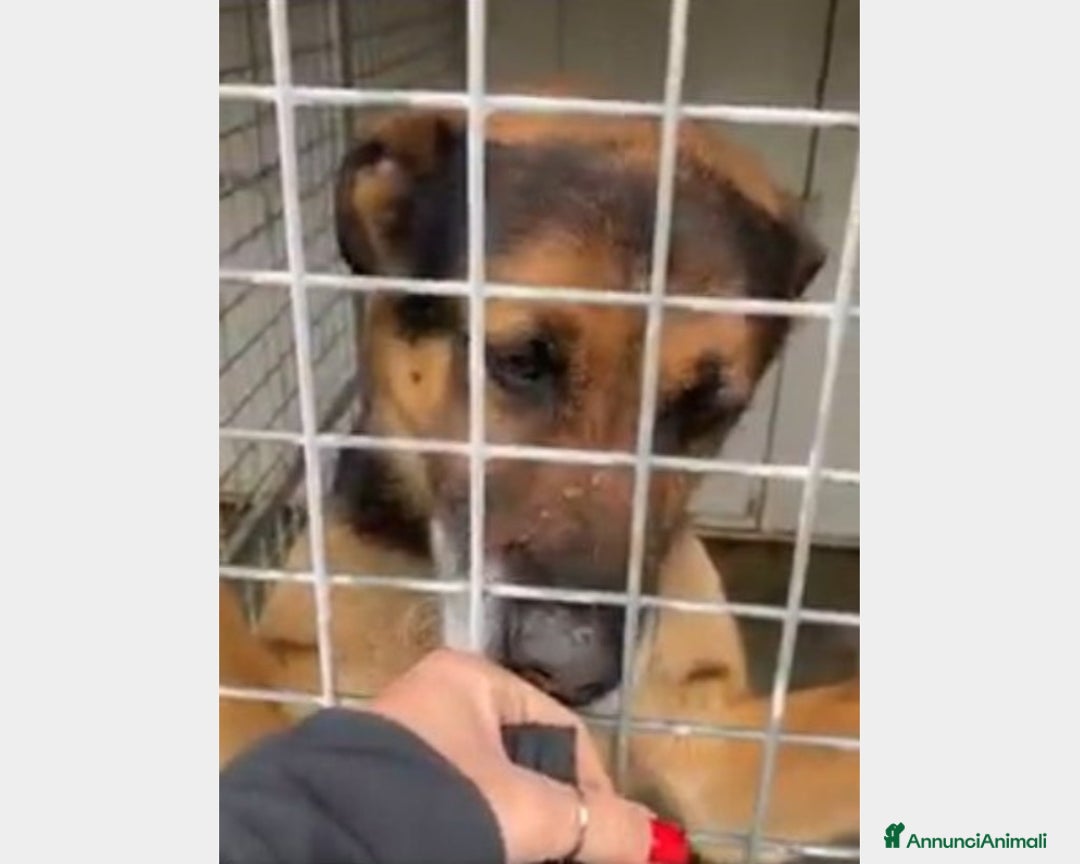 Pastore Tedesco cani in regalo: Simil Pastore adulto dalla catena al canile!Campan a Firenze - Annuncio 2