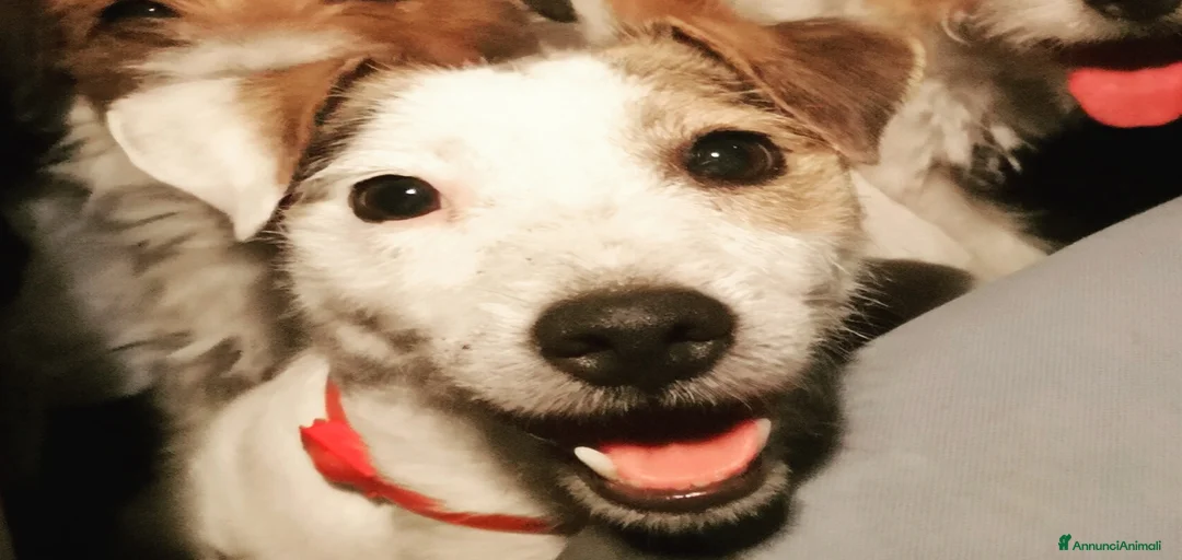 Immagine della galleria {{count}}