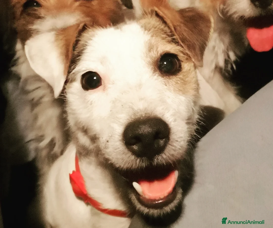 Immagine della galleria {{count}}