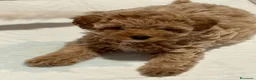 Barboncino cani in vendita: Barboncini - Annuncio 8