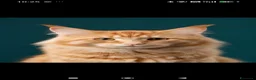 Maine Coon gatti in vendita: Cuccioli Maine coon  - Annuncio 31