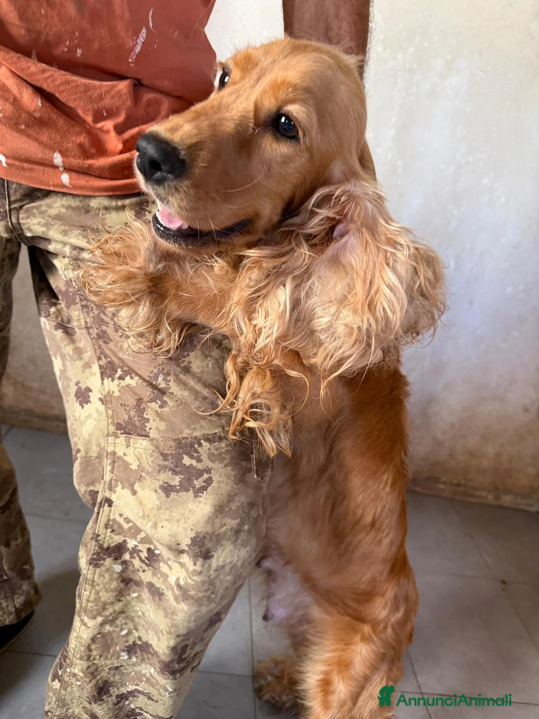 Cocker cani in vendita: Cuccioli di cocker nero - Annuncio 8