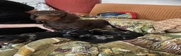 Bassotto cani in vendita: arlecchino silver - Annuncio 9