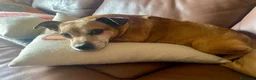 Jack Russell cani per accoppiamento: Jack russel misto pincher a Città metropolitana di Milano - Annuncio 4