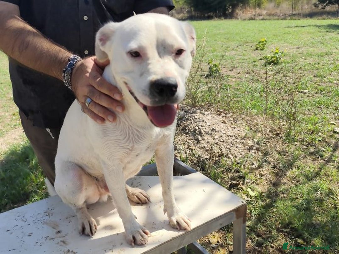 Meticcio cani in regalo: SIMBA simil Staffordshire Bull Terrier - Annuncio 3