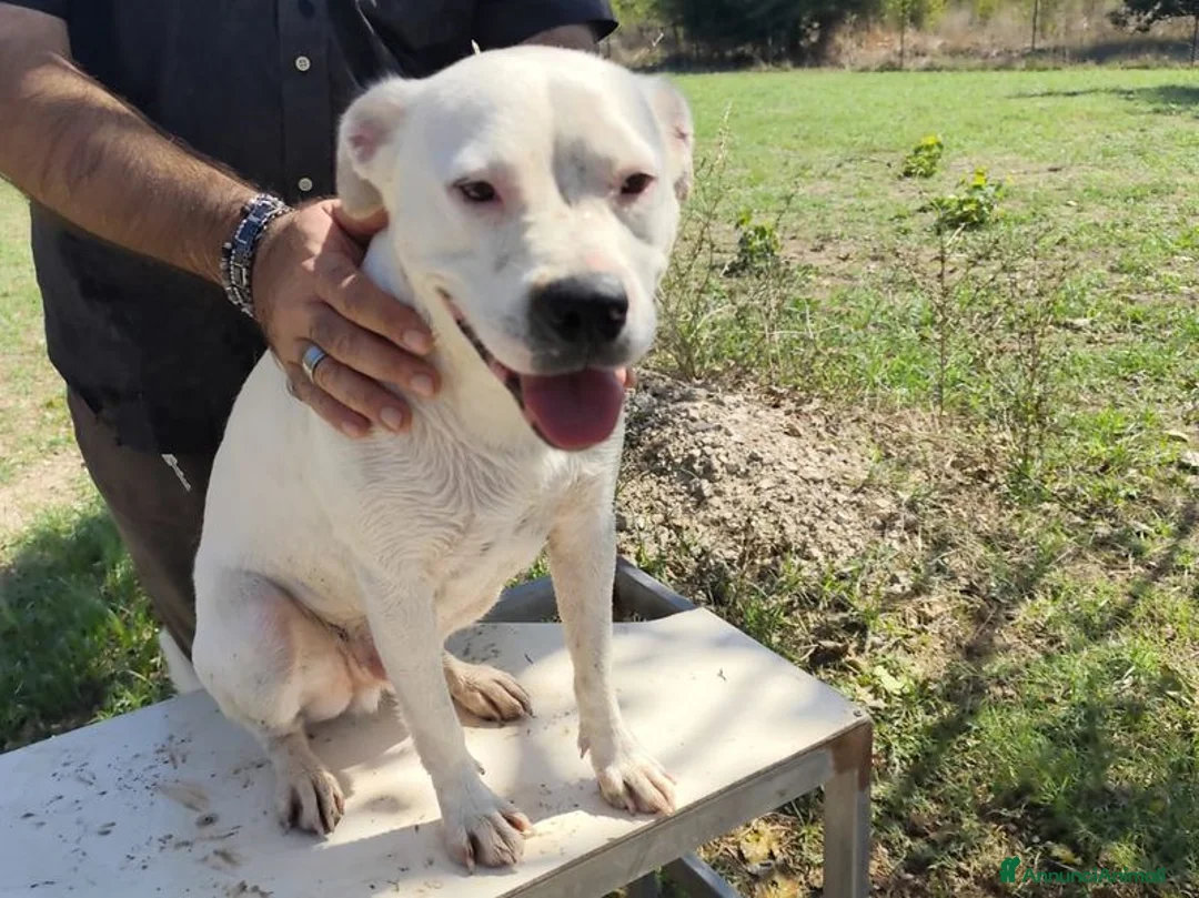 Meticcio cani in regalo: SIMBA simil Staffordshire Bull Terrier - Annuncio 3